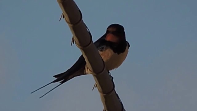 Barn Swallow (White-bellied) - ML201912581