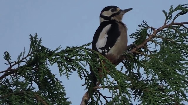 Great Spotted Woodpecker (Great Spotted) - ML201912621