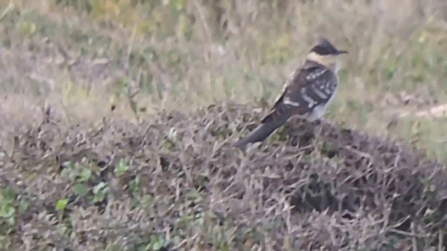Great Spotted Cuckoo - ML201912751