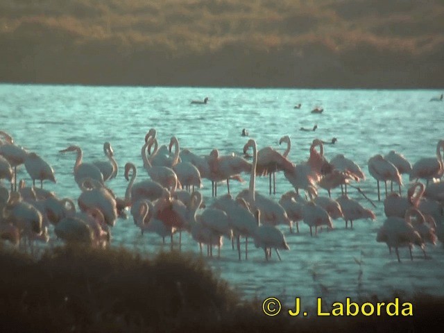 Greater Flamingo - ML201913551