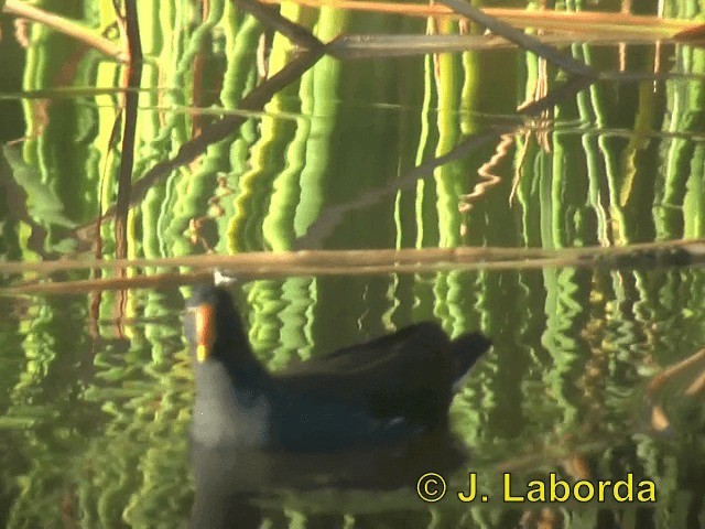 Gallinule poule-d'eau - ML201913581