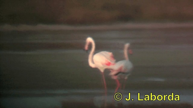 Greater Flamingo - ML201913591