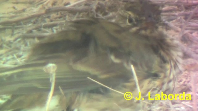 Meadow Pipit - ML201914441