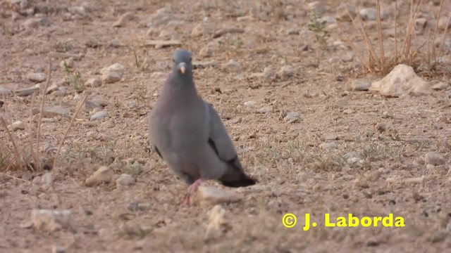 Pigeon colombin - ML201914681