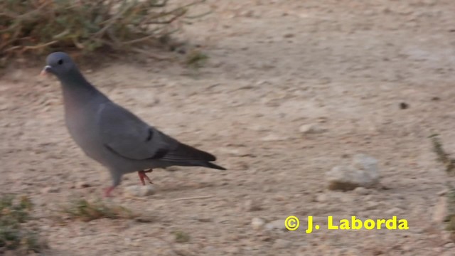 Pigeon colombin - ML201914891