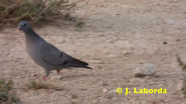 יונת עצים - ML201914891