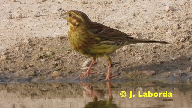 Cirl Bunting - ML201914921