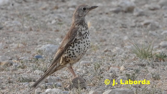 ヤドリギツグミ Ebird