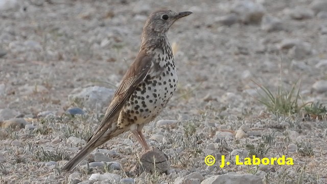 קיכלי גדול - ML201915011