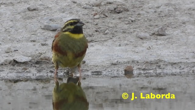 Cirl Bunting - ML201915061