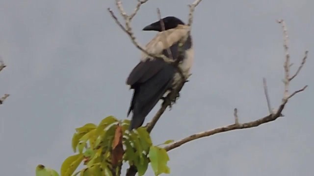 Hooded Crow (Hooded) - ML201915441