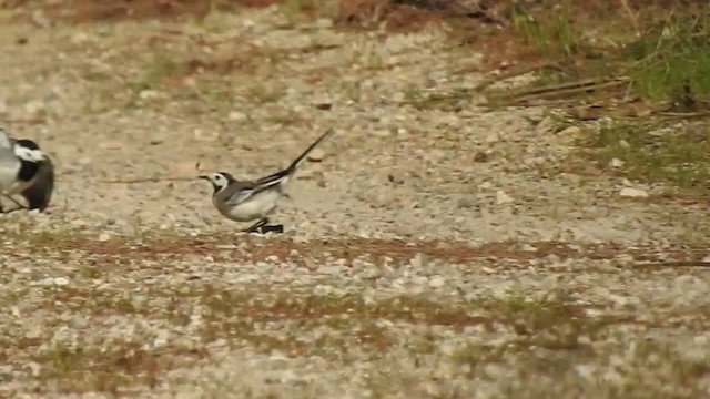 White Wagtail (White-faced) - ML201915701