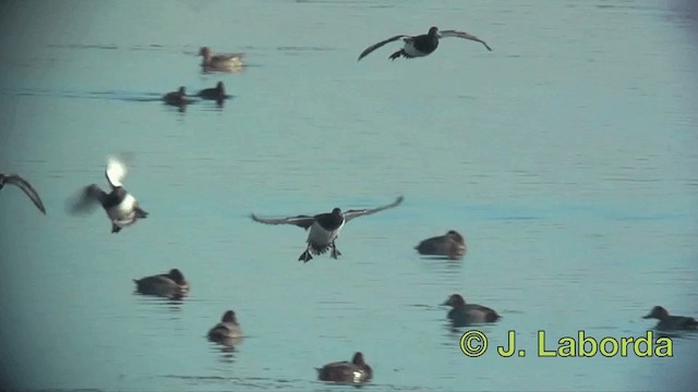 Tufted Duck - ML201916271