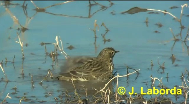Meadow Pipit - ML201916671