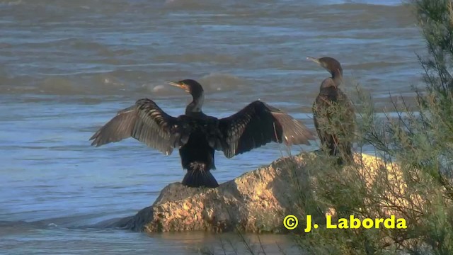Great Cormorant (Eurasian) - ML201917921