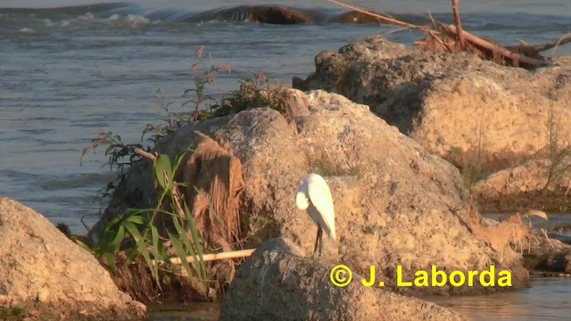 volavka stříbřitá (ssp. garzetta) - ML201917971