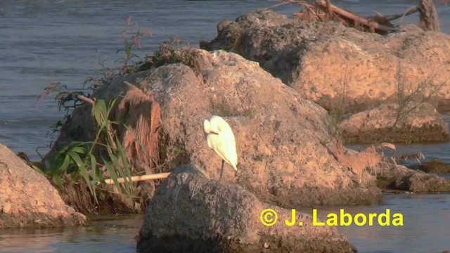 Little Egret (Western) - ML201918031