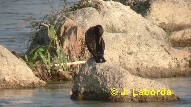 Great Cormorant (Eurasian) - ML201918061