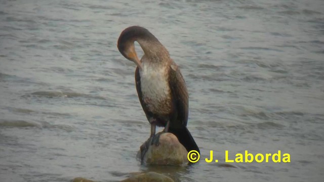 Great Cormorant (Eurasian) - ML201918121