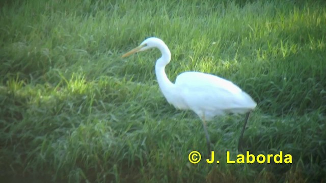 Great Egret (alba) - ML201918221