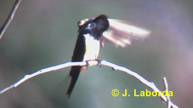 Barn Swallow (White-bellied) - ML201918241