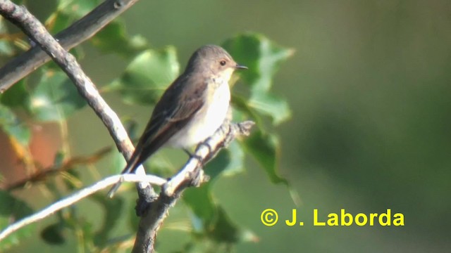 Spotted Flycatcher (Spotted) - ML201918251