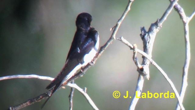 Barn Swallow (White-bellied) - ML201918291