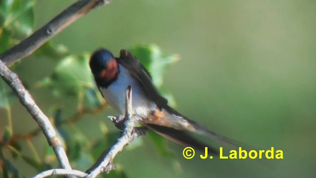 Barn Swallow (White-bellied) - ML201918301