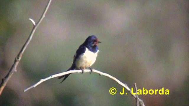Barn Swallow (White-bellied) - ML201918311