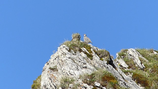 Rock Partridge (European) - ML201918441