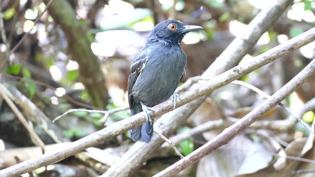 Black-tailed Antbird - ML201918581