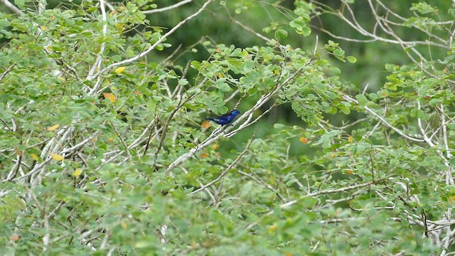 Opal-rumped Tanager (Opal-rumped) - ML201918631