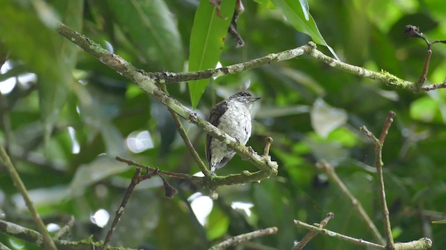 Scaled Piculet - ML201918691