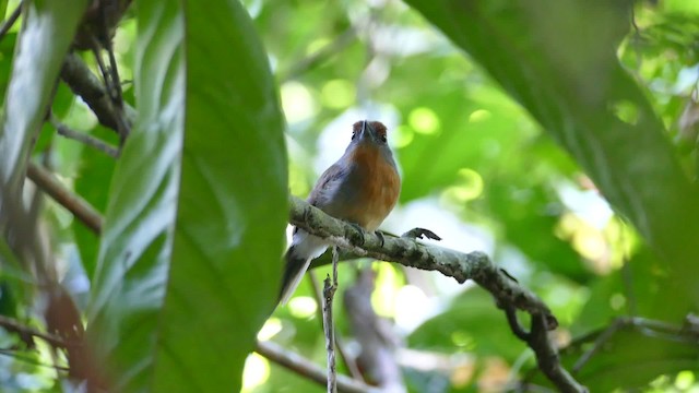 Rufous-capped Nunlet - ML201918911