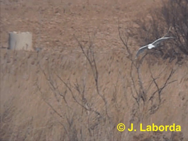 Great Egret (alba) - ML201919501