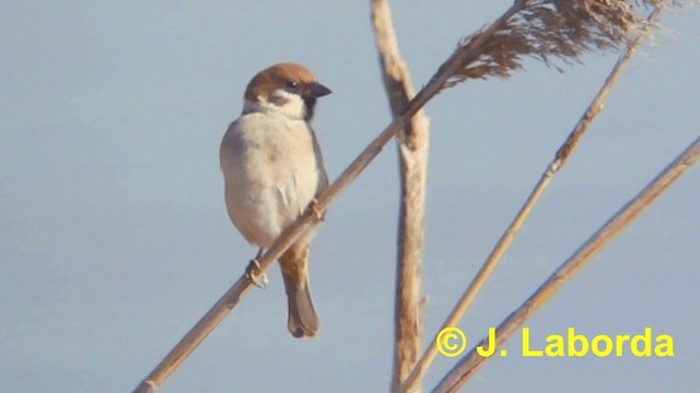 Eurasian Tree Sparrow - ML201919631