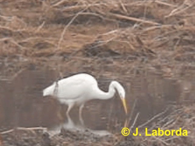 Great Egret (alba) - ML201919901