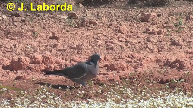 Pigeon ramier (groupe palumbus) - ML201920421