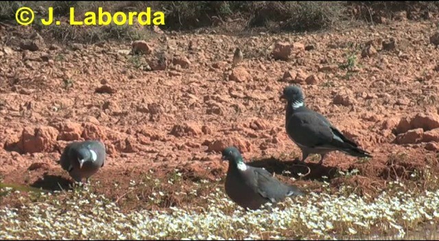 Common Wood-Pigeon (White-necked) - ML201920441