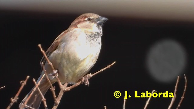 House Sparrow - ML201921001