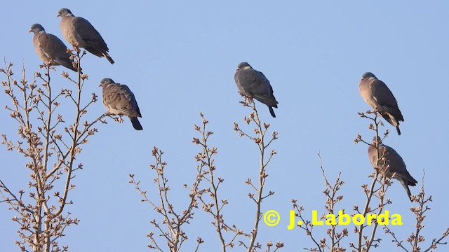 Pigeon ramier (groupe palumbus) - ML201921071