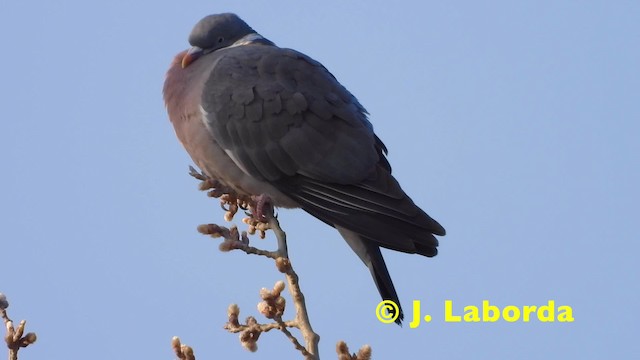 Pigeon ramier (groupe palumbus) - ML201921181