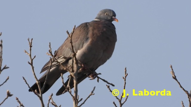 Common Wood-Pigeon (White-necked) - ML201921231
