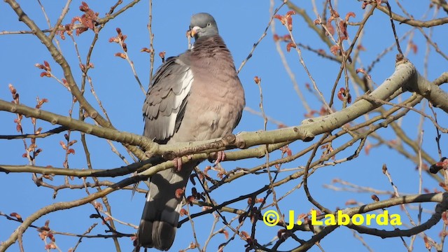Pigeon ramier (groupe palumbus) - ML201921271