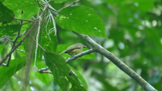 Western Olivaceous Flatbill - ML201921661