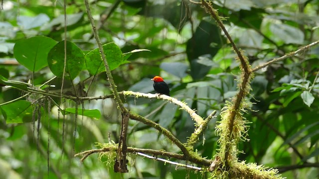 Red-capped Manakin - ML201921781