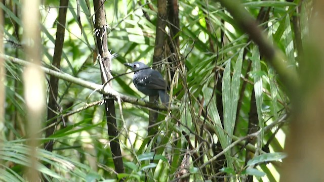 Plumbeous Antbird - ML201921831