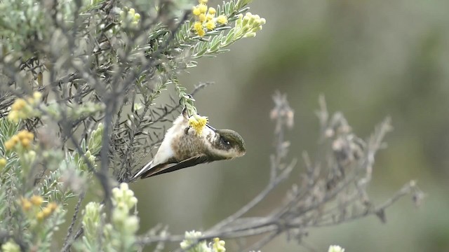 kolibřík přílbový - ML201921861