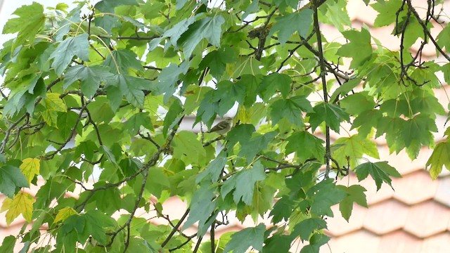 Yellow-browed Warbler - ML201922051