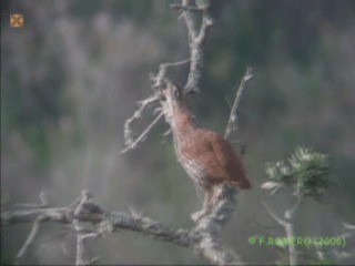 Double-spurred Francolin - ML201922101